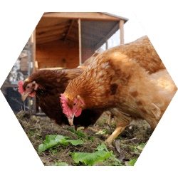 backyard chicken immune system